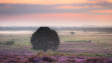 Roydon Common Nature Reserve